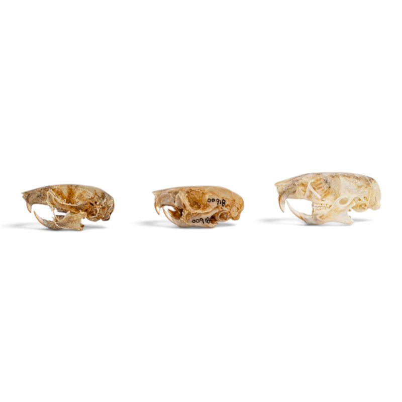 Real Mouse Skull Set