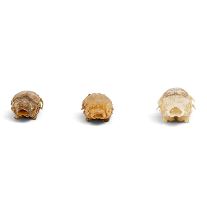 Real Mouse Skull Set