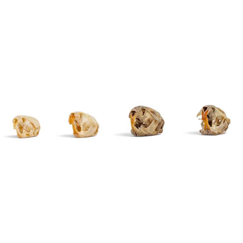 Real Vole Skull Set