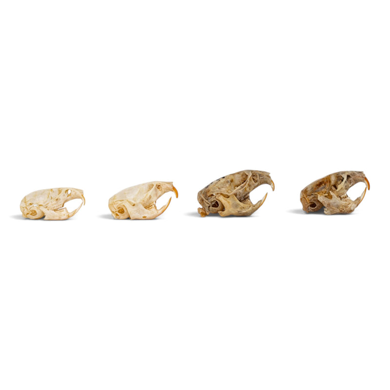Real Vole Skull Set