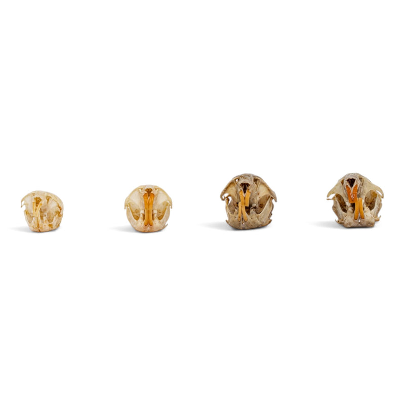 Real Vole Skull Set