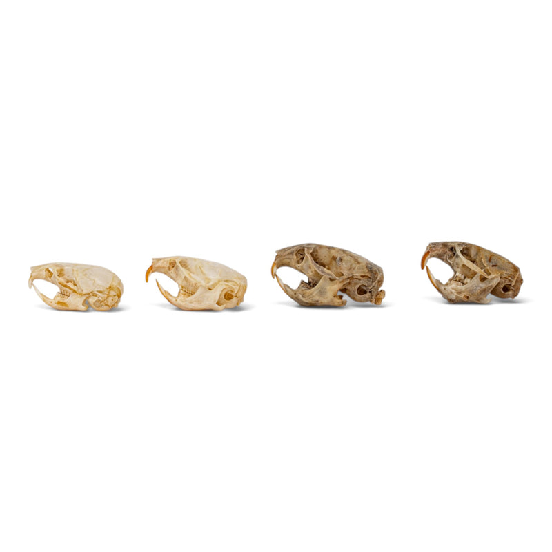 Real Vole Skull Set