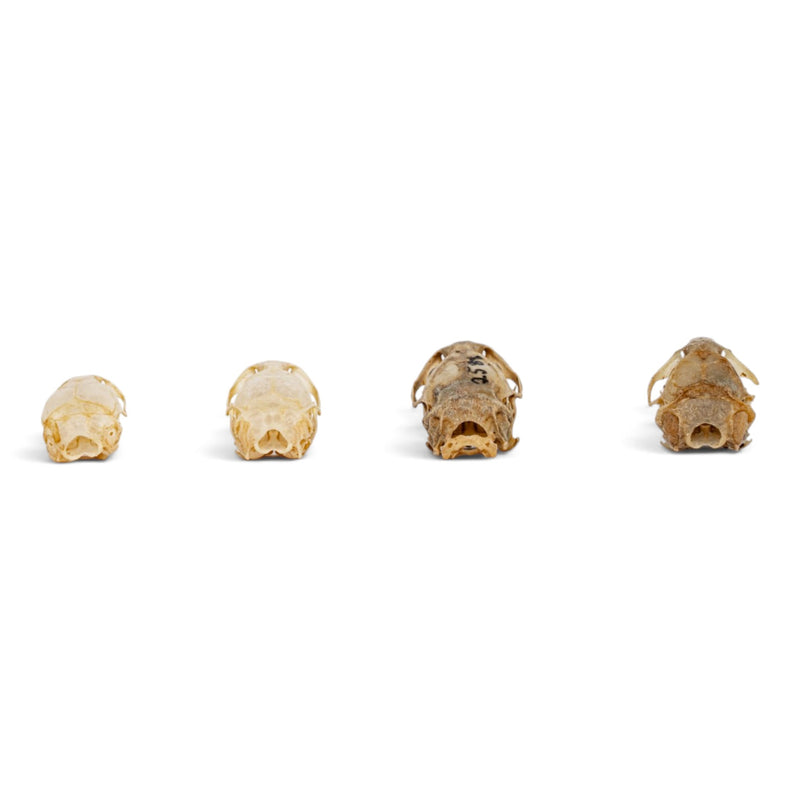 Real Vole Skull Set