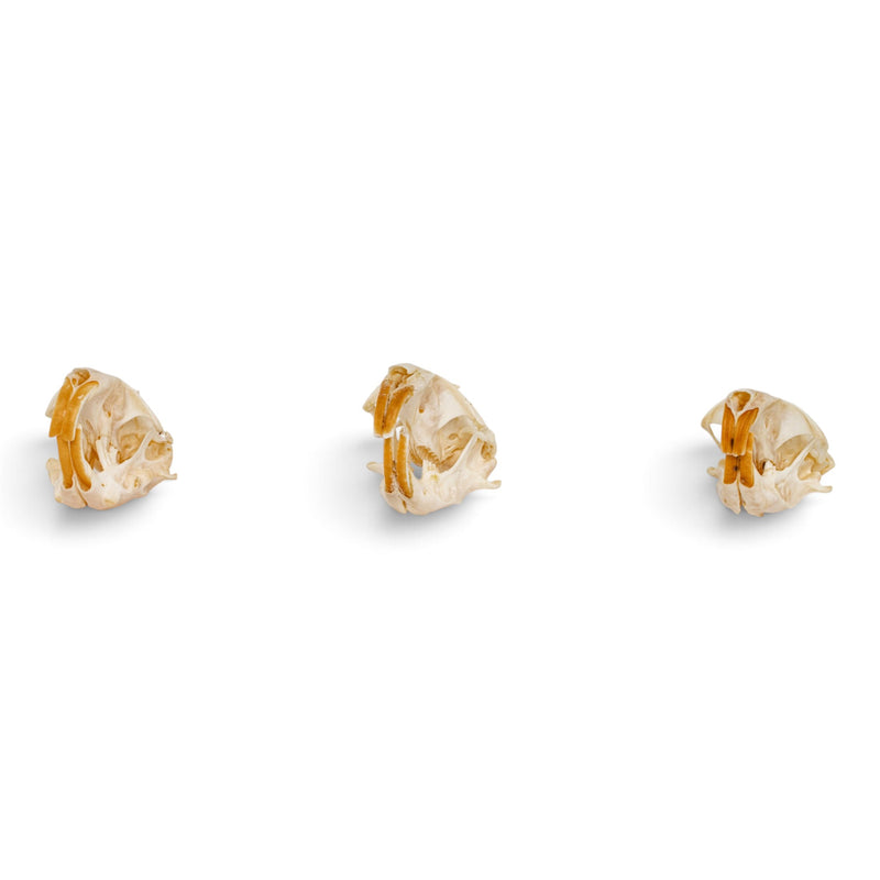 Real Pocket Gopher Skull Set