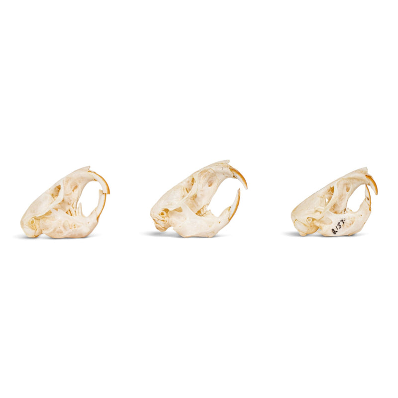 Real Pocket Gopher Skull Set