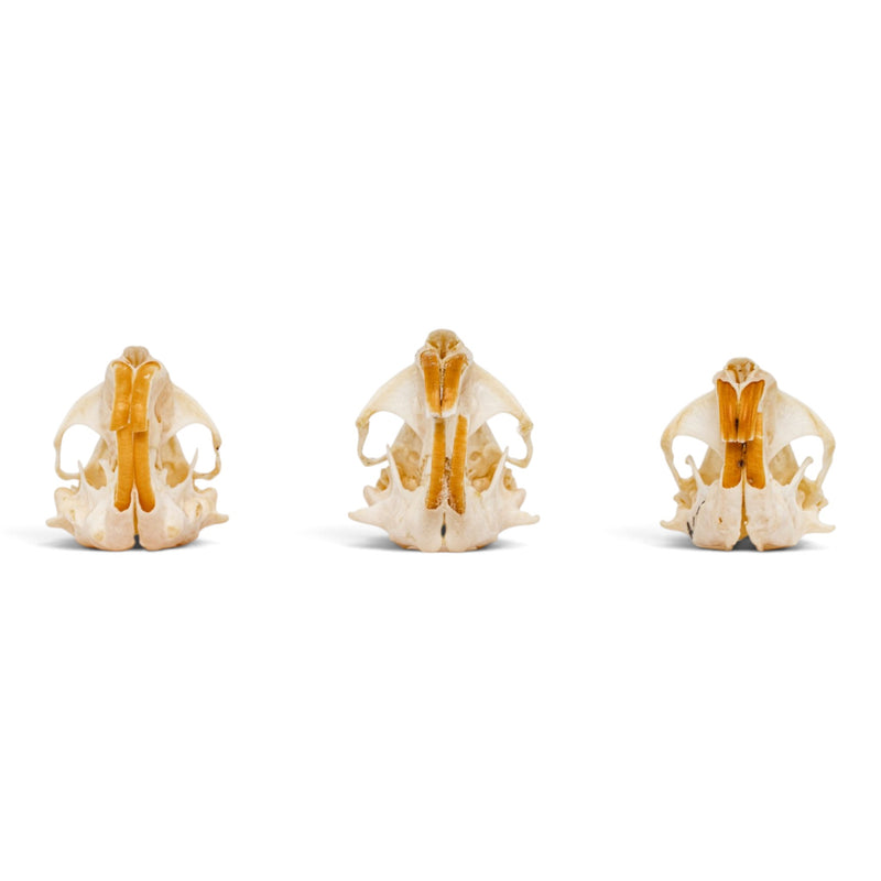 Real Pocket Gopher Skull Set