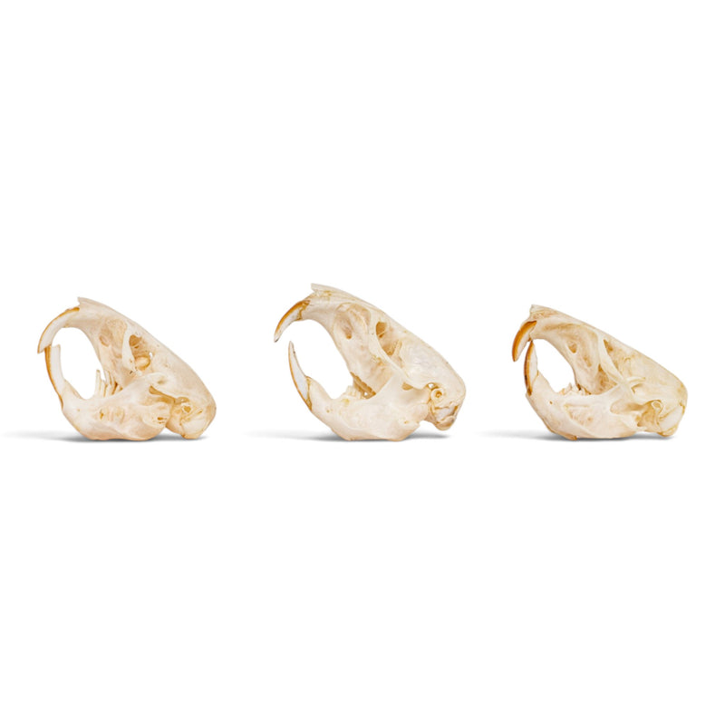 Real Pocket Gopher Skull Set