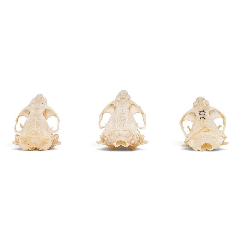 Real Pocket Gopher Skull Set