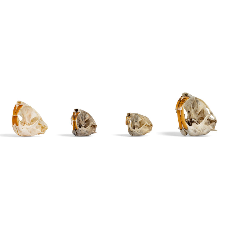 Real Pocket Gopher Skull Set