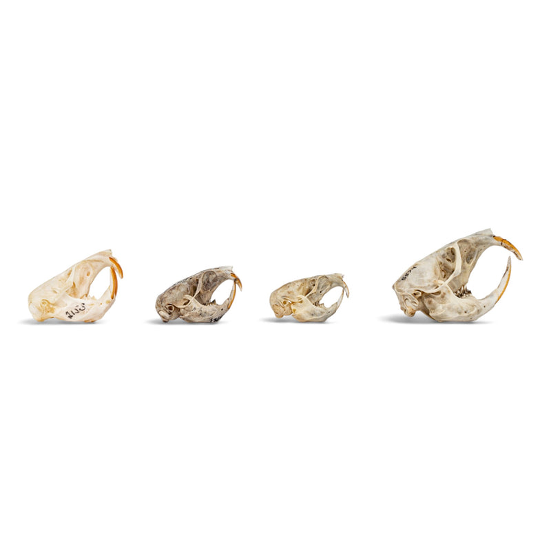 Real Pocket Gopher Skull Set