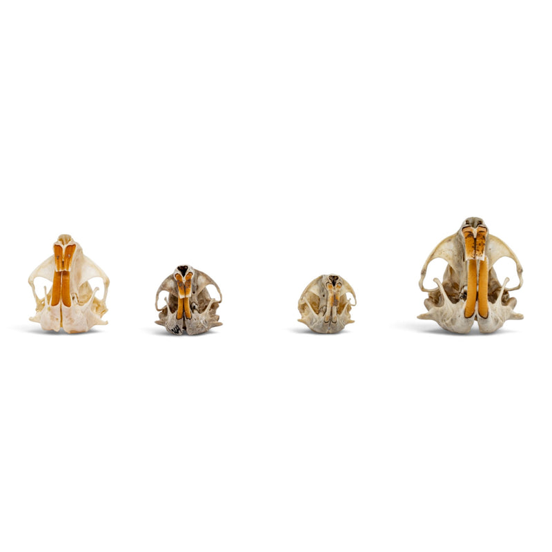 Real Pocket Gopher Skull Set