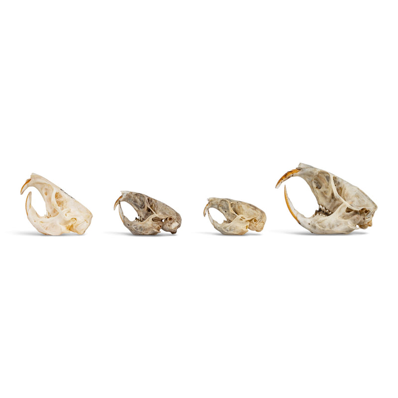 Real Pocket Gopher Skull Set