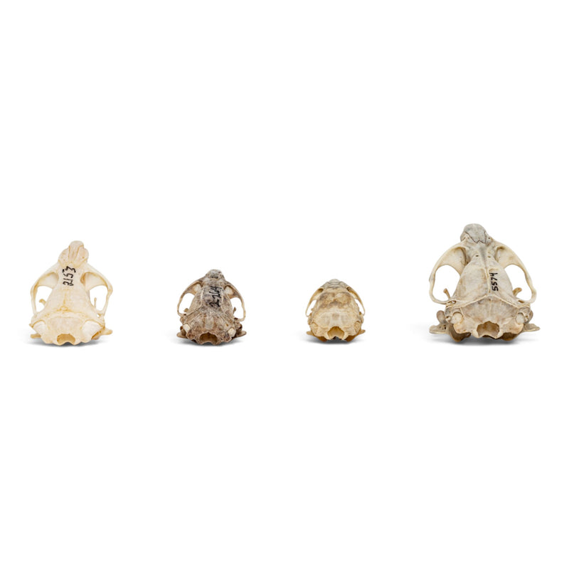 Real Pocket Gopher Skull Set