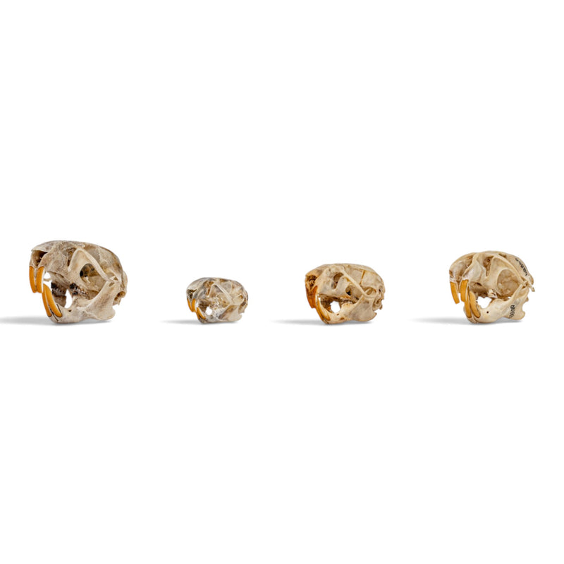Real Rat Skull Set