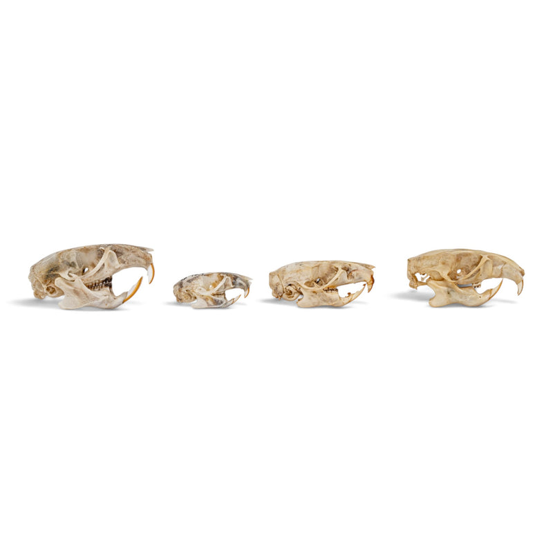 Real Rat Skull Set