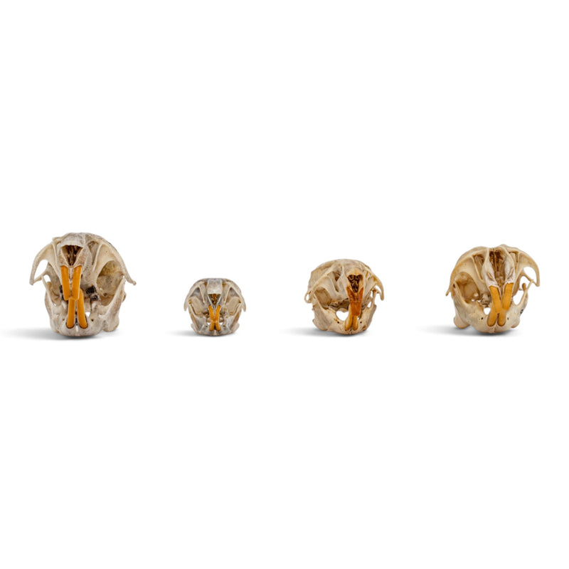 Real Rat Skull Set