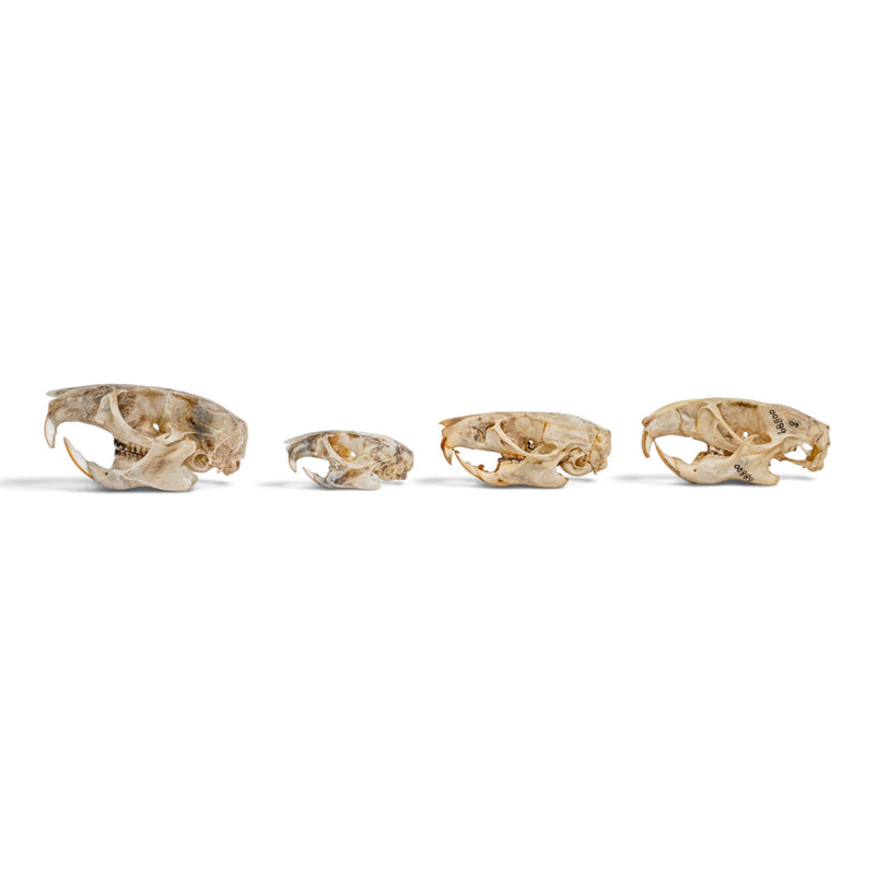Real Rat Skull Set