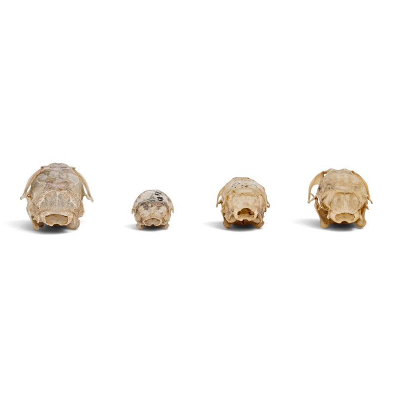 Real Rat Skull Set