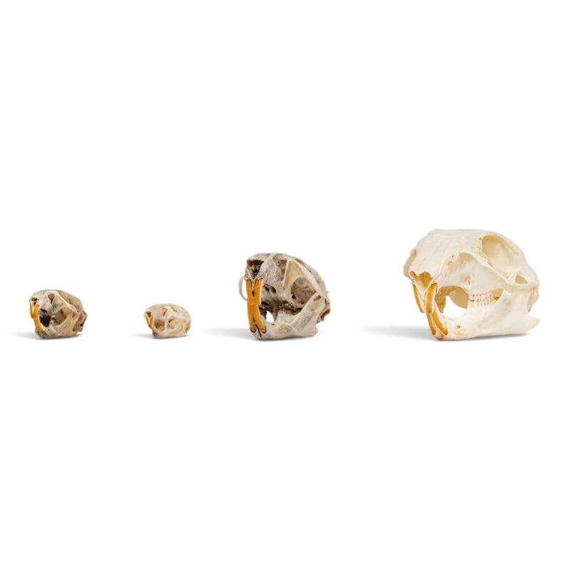 Real Rodent Skull Set
