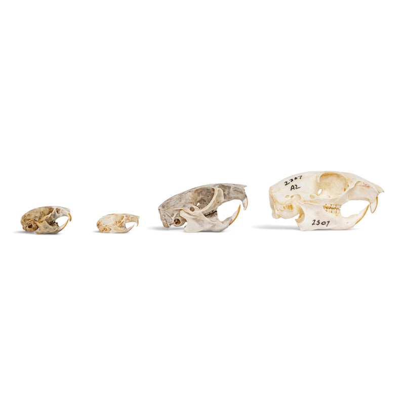Real Rodent Skull Set