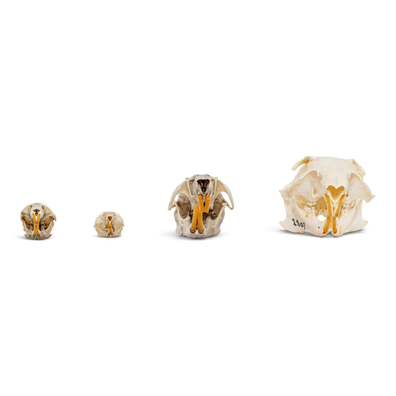 Real Rodent Skull Set