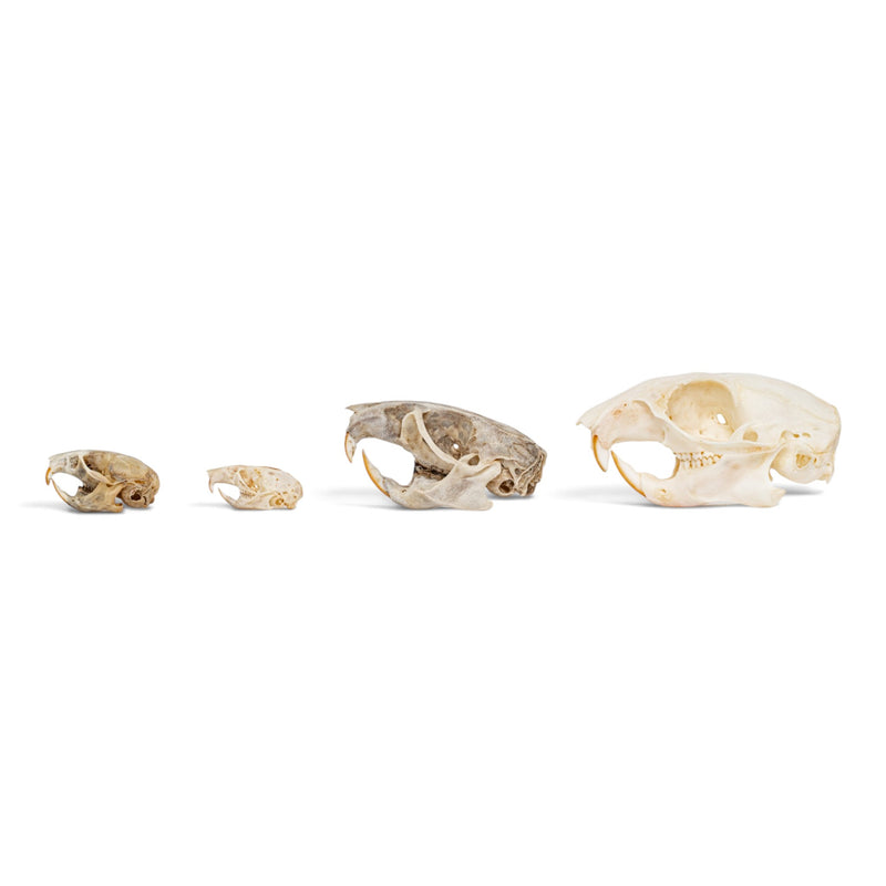 Real Rodent Skull Set