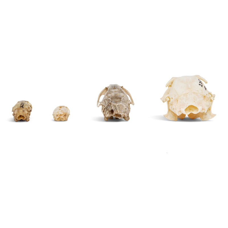 Real Rodent Skull Set