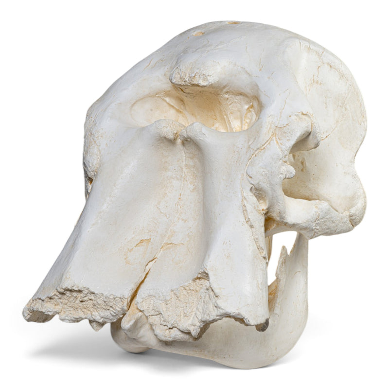 Replica African Elephant Skull