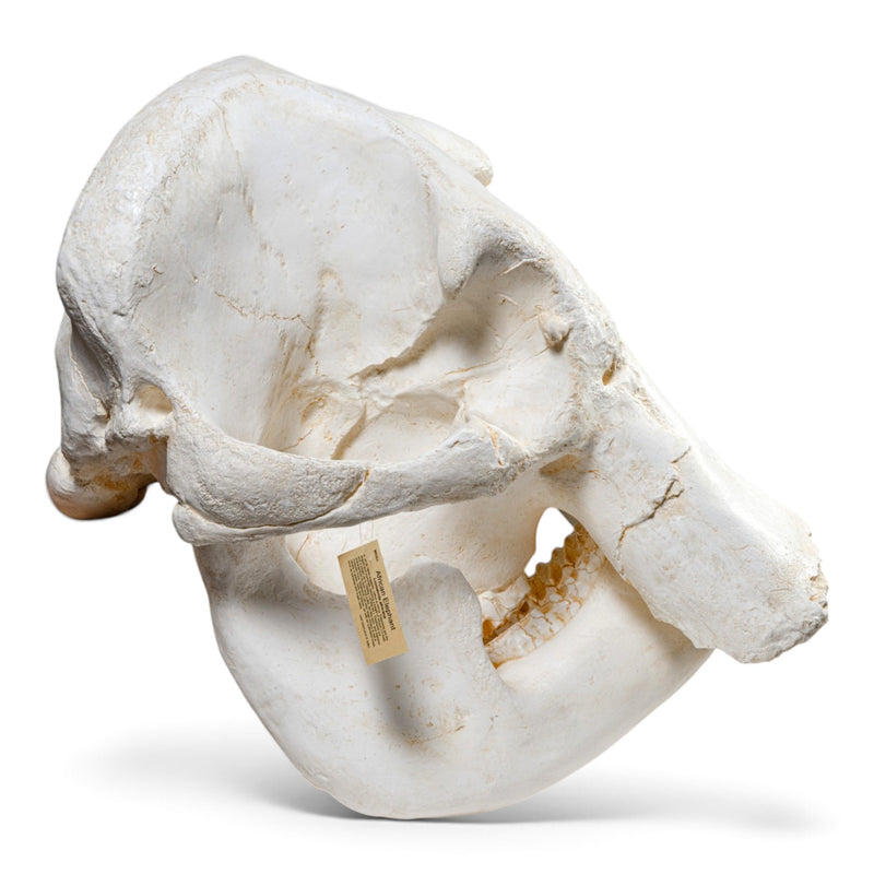 Replica African Elephant Skull