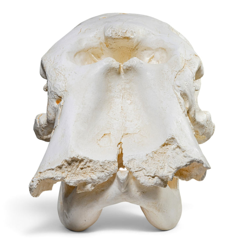 Replica African Elephant Skull