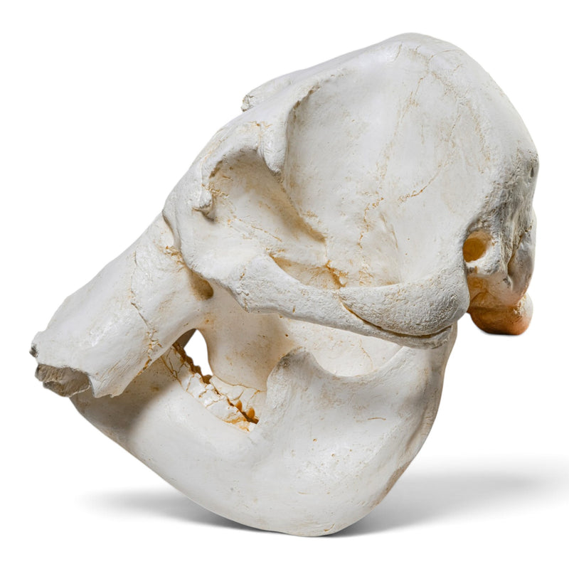 Replica African Elephant Skull