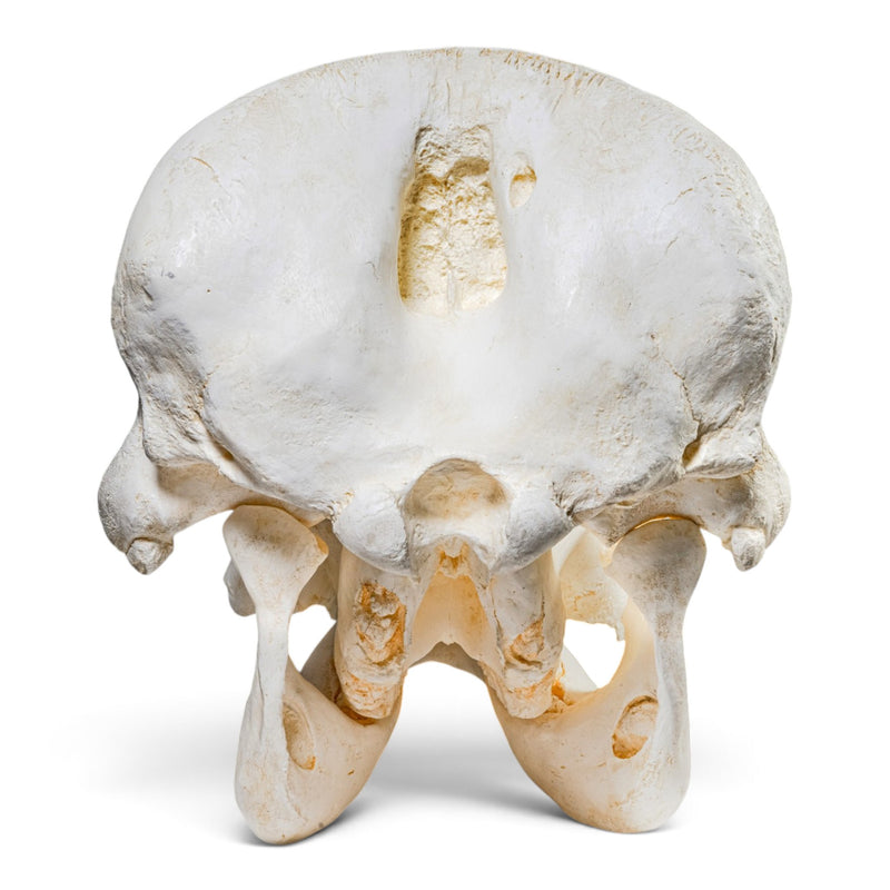 Replica African Elephant Skull