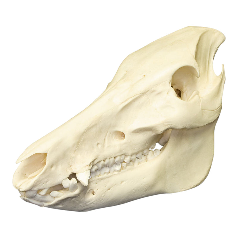 Real Domestic Pig Skull