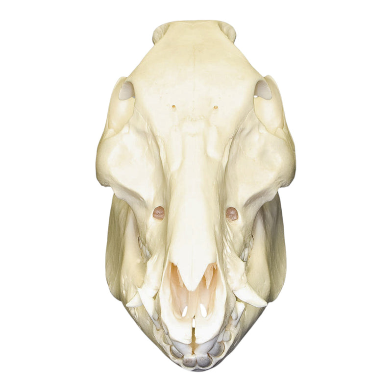 Real Domestic Pig Skull