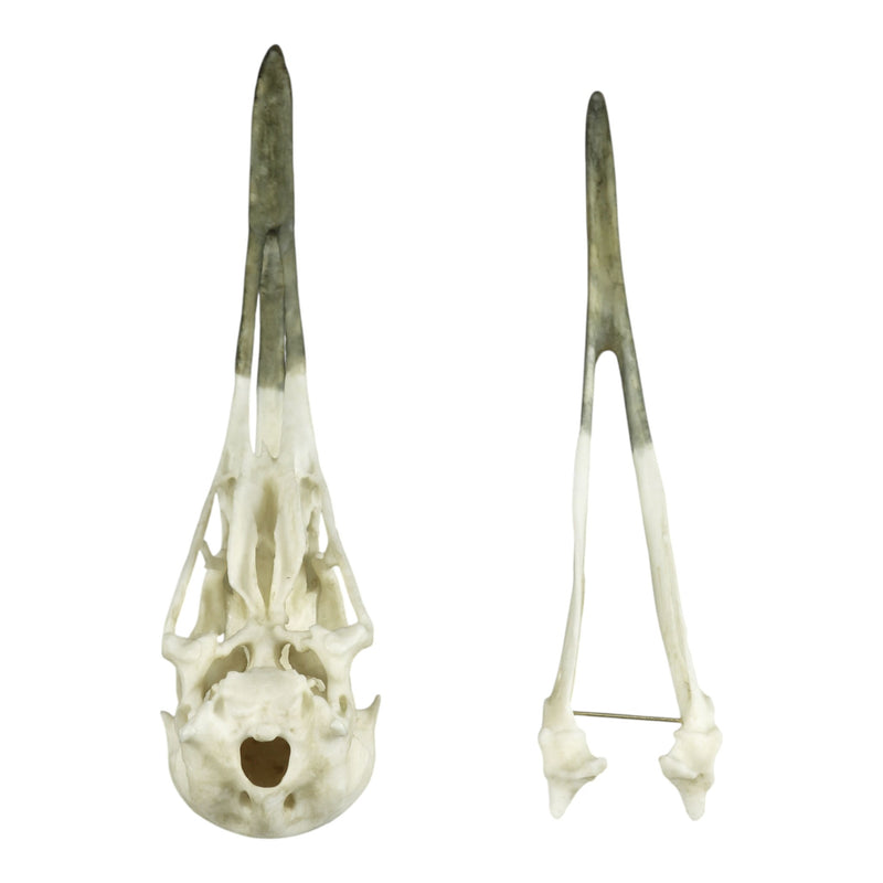 Replica Whooping Crane Skull