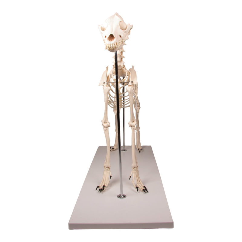 Replica Dog Skeleton "Olaf"