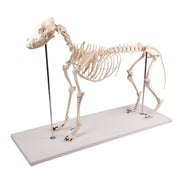 Replica Dog Skeleton "Olaf"