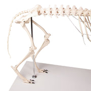Replica Dog Skeleton "Olaf"