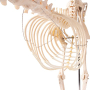 Replica Dog Skeleton "Olaf"