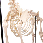Replica Dog Skeleton "Olaf"