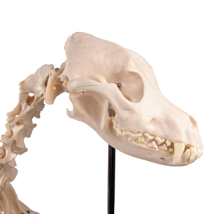 Replica Dog Skeleton "Olaf"