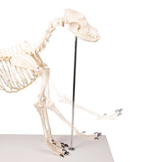 Replica Dog Skeleton "Olaf"