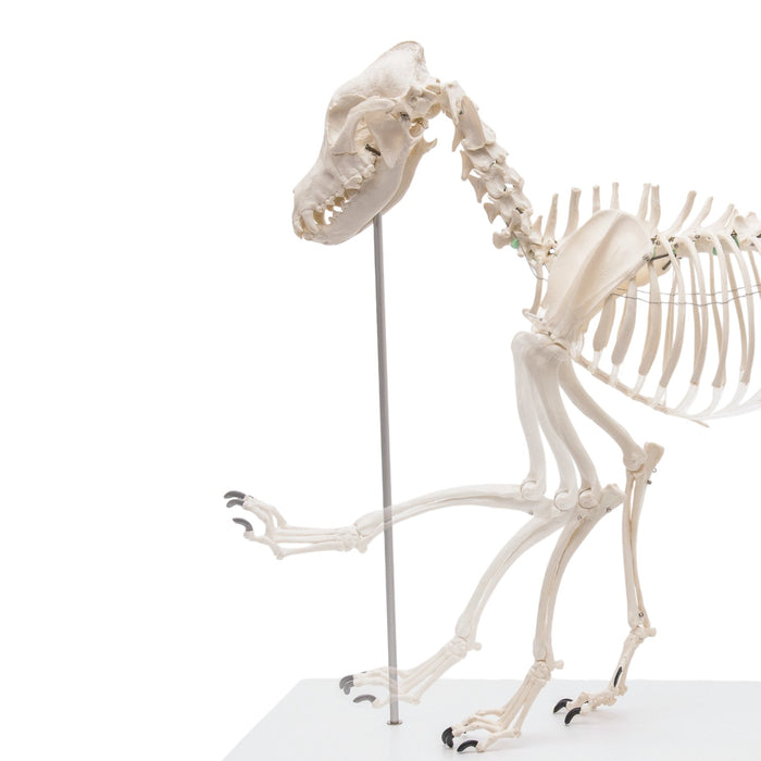 Replica Dog Skeleton "Olaf"