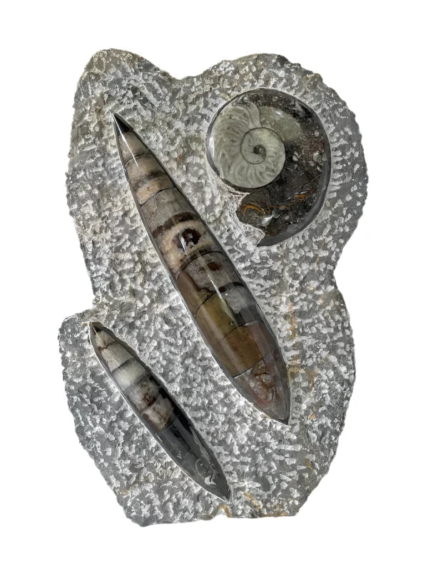 Ammonite and Orthoceras Fossil Sculpture