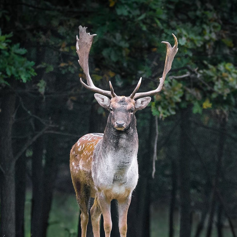 Fallow Deer Skull Replica - 1:12 Scale