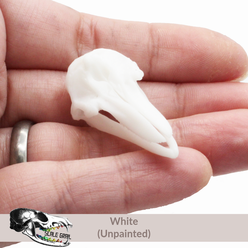 Bottlenose Dolphin Skull Replica