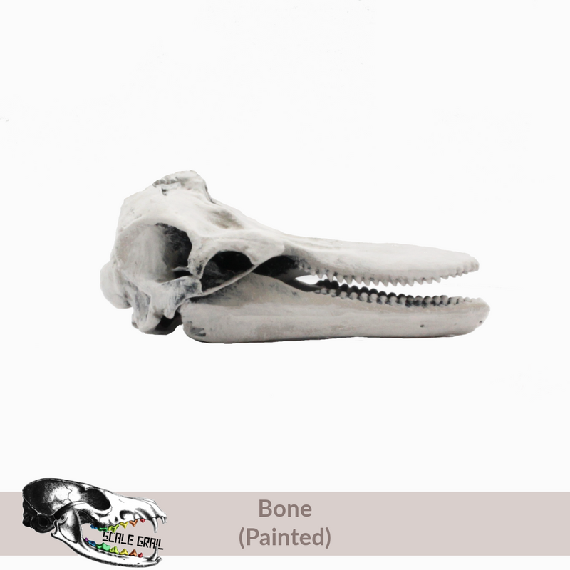 Bottlenose Dolphin Skull Replica