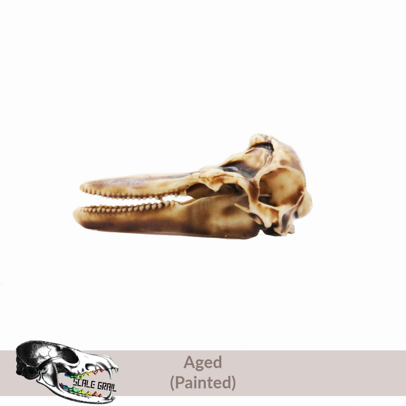 Bottlenose Dolphin Skull Replica