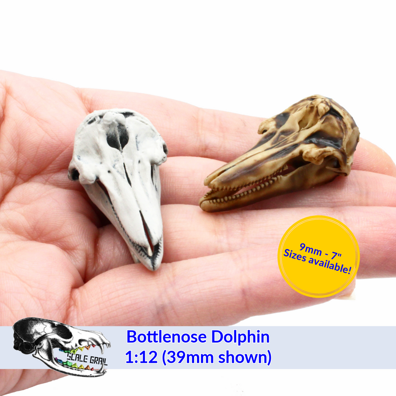 Bottlenose Dolphin Skull Replica