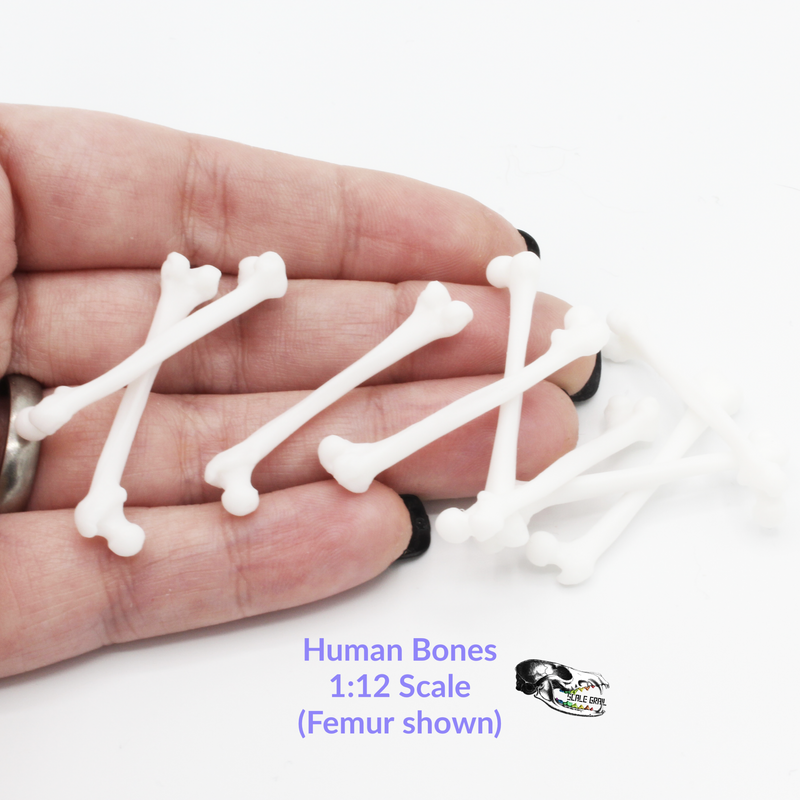 Human Femur Bone Replica - 1:12 Scale (Set of 10)